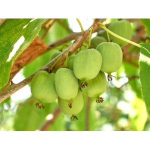 Aktinídia mini kiwi ´ISSAI´ (arguta) - výška 130-140 cm, kont. C20L (-26°C) - NA KONŠTRUKCII